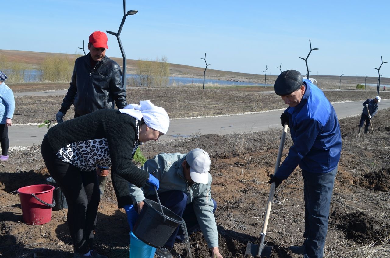 Апаста агач утырту көне узды