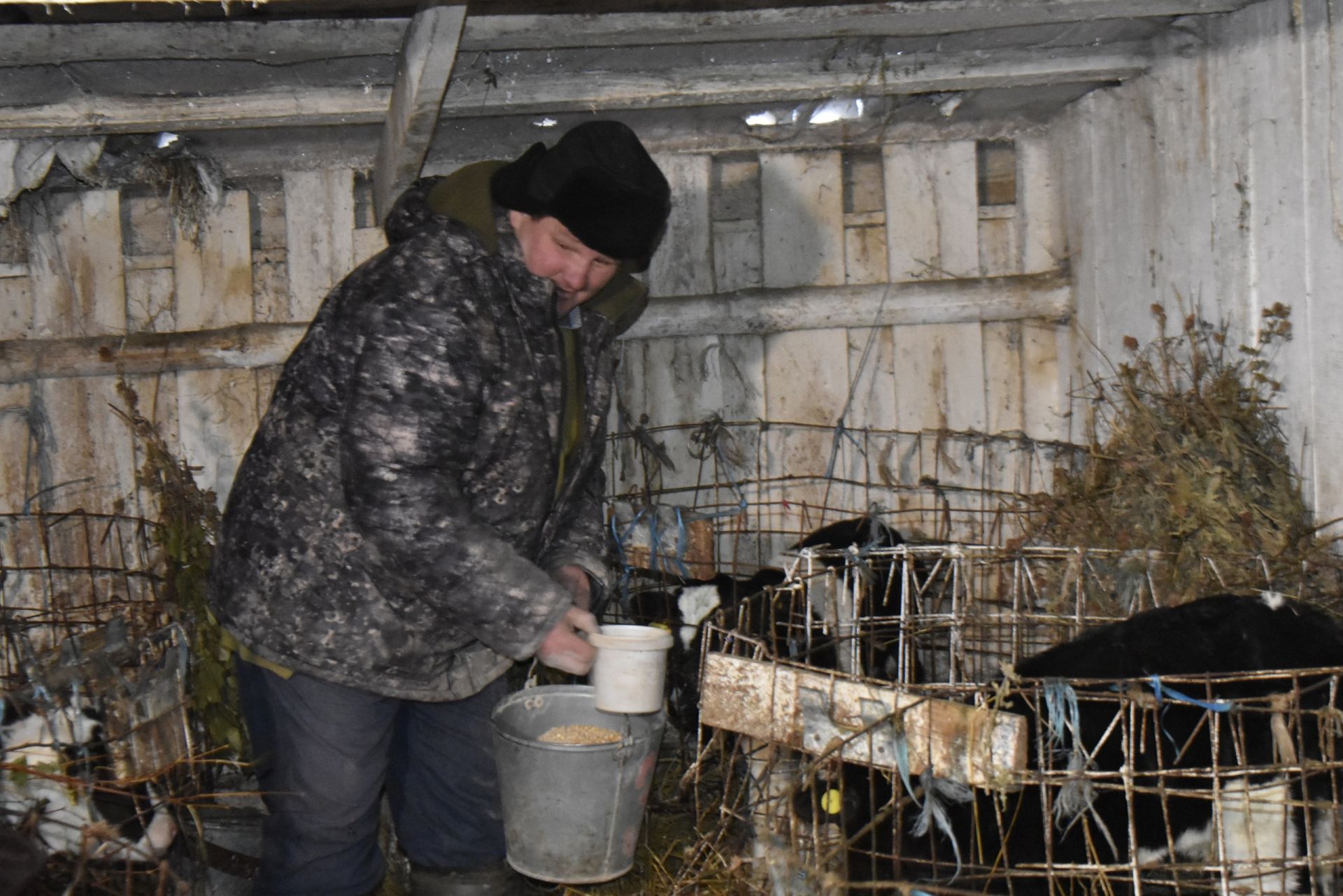 На Тявгельдинской ферме уделяется большое внимание уходу за телятами