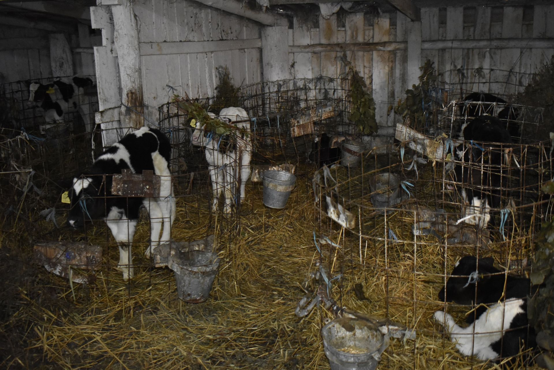 На Тявгельдинской ферме уделяется большое внимание уходу за телятами