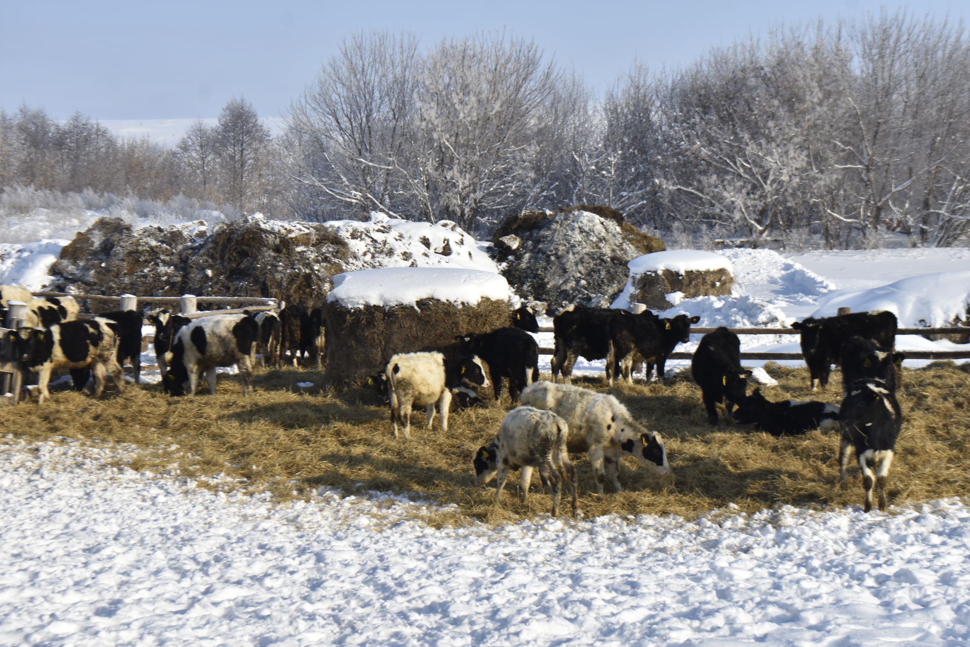 Зима – самый ответственный период на ферме