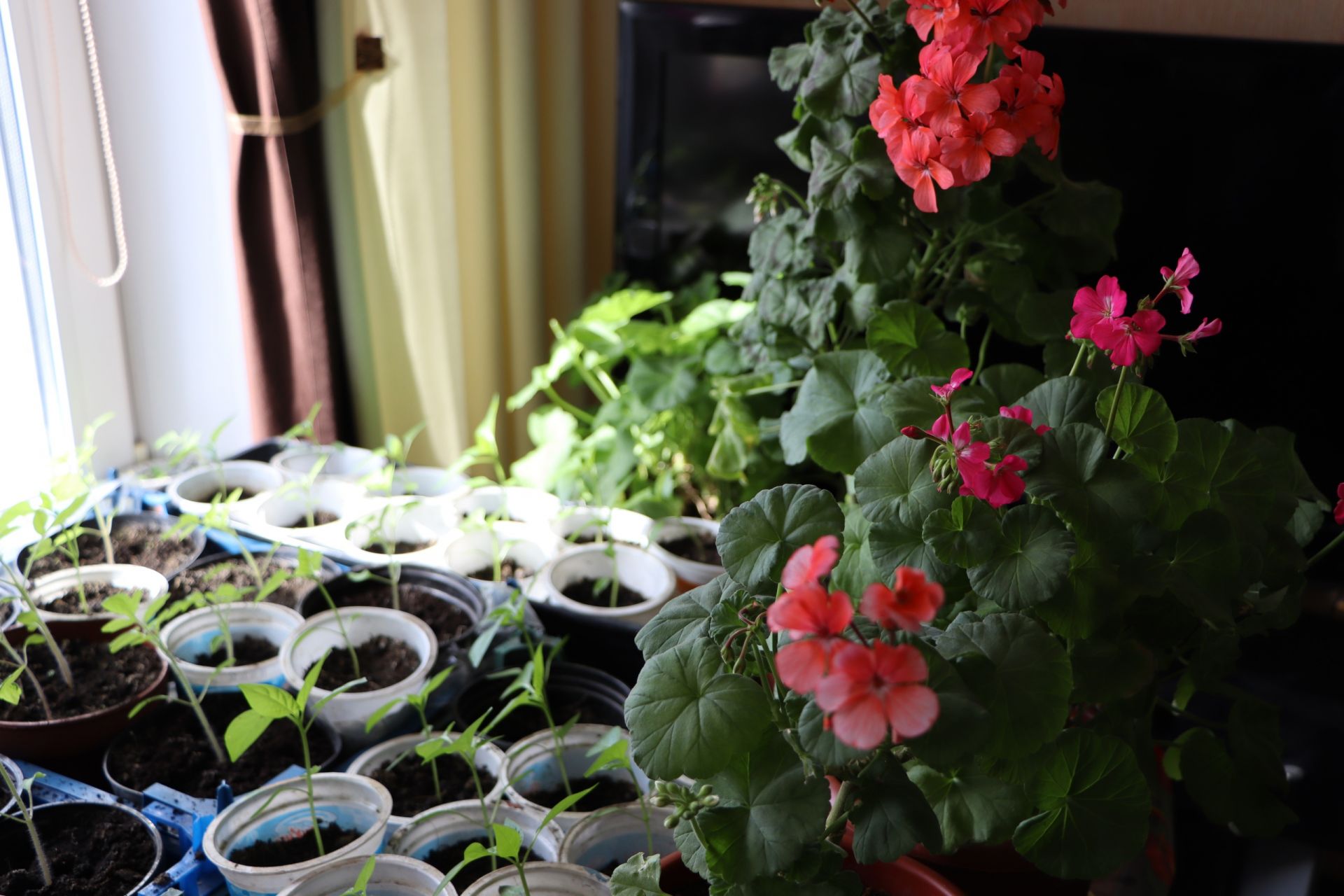 Розания апа: «Для здорового человека работа в саду – отдых»