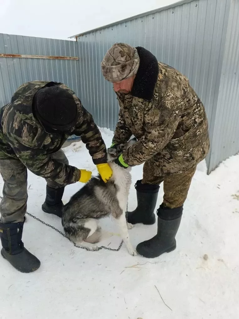 🐾 О правилах регистрации домашних собак