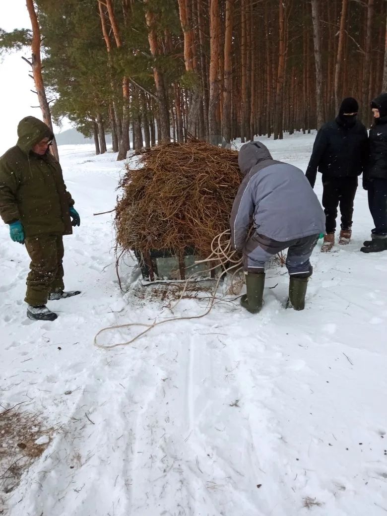 Апаста кыргый җәнлекләрне кайгырту акциясе бара