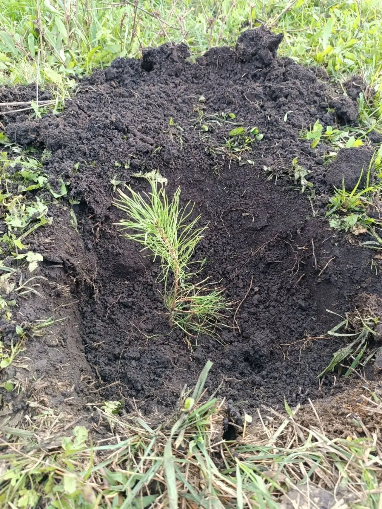 Олы Болгаерда көзге өмәләр бара