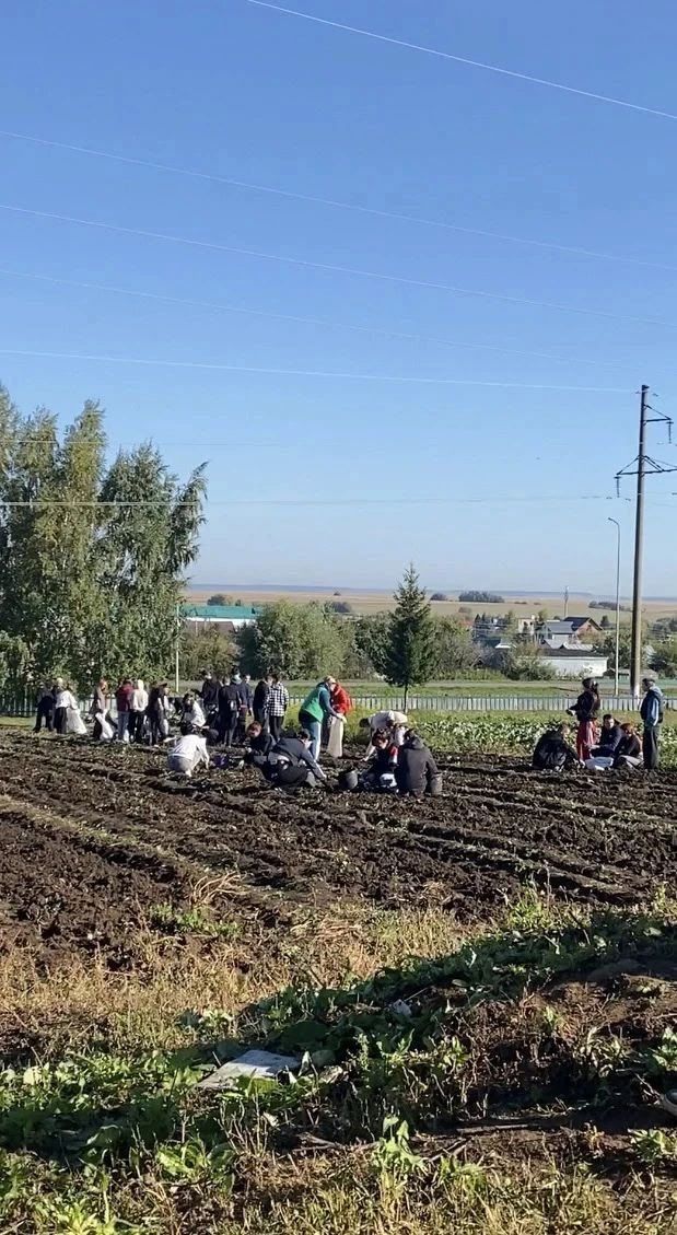 Аграр көллияттә укытучылар һәм студентлар көче белән бәрәңге җыелды