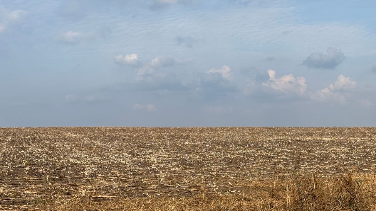 “АгроАктив” хуҗалыгында көнбагыш сугалар