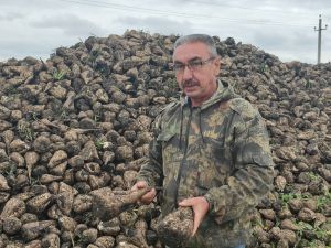 В Идрязь-Тенькеевском подразделении сахарную свеклу выращивают на 359 гектарах