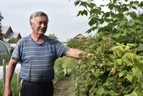 Грызуны – враги наших участков