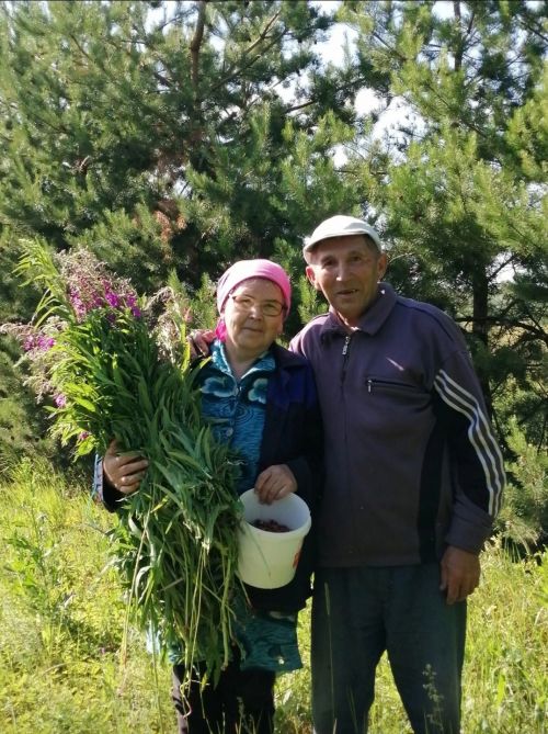 «Поехали за ягодами, собрали иван-чай»