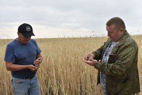 Апас-Мол агрофирмасының Акхуҗа берләшмәсе игенчеләре җиң сызганып, урып-җыю эшләренә керешкәннәр