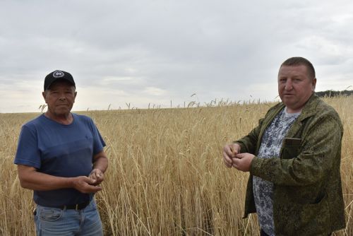 «Несмотря на сложные погодные условия, урожай выходит неплохой»