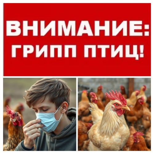 Памятка для населения  Апастовского района  по недопущению  заноса и распространения  вируса высокопатогенного гриппа птиц