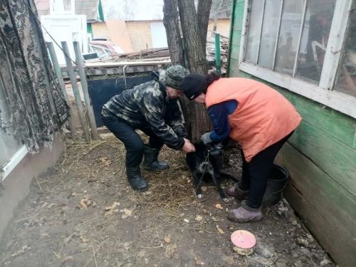 В пгт. Апастово пройдет  вакцинация животных от бешенства