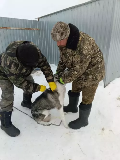 🐾 О правилах регистрации домашних собак