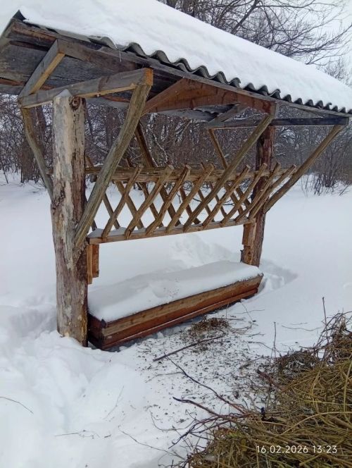 Апаста кыргый җәнлекләрне кайгырту акциясе бара