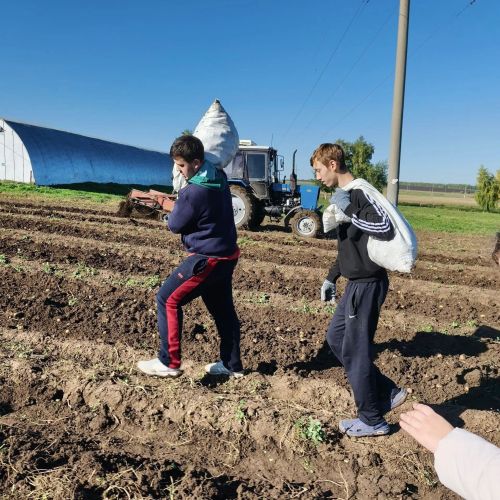 Аграр көллияттә укытучылар һәм студентлар көче белән бәрәңге җыелды