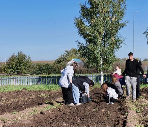 Аграр көллияттә укытучылар һәм студентлар көче белән бәрәңге җыелды