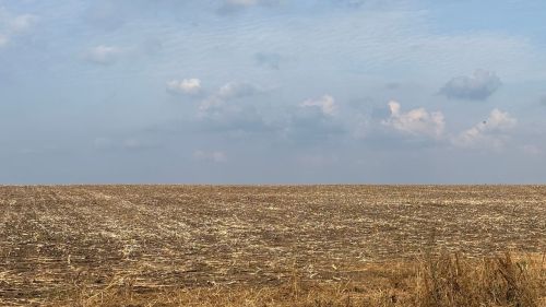 “АгроАктив” хуҗалыгында көнбагыш сугалар