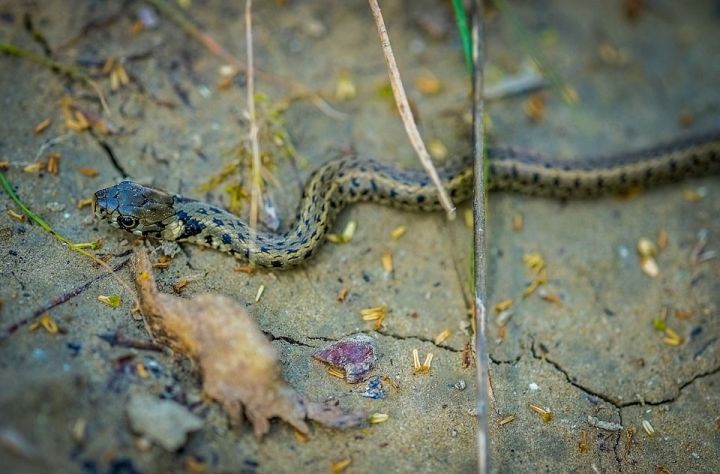 Змеи в Татарстане: где обитают ужи, гадюки и медянки и чьи укусы наиболее опасны