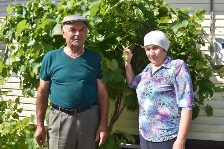 Апаста ветераннар арасында иң яхшы бакчачылар ачыклана