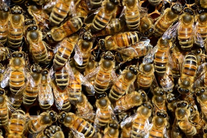Меры по предотвращению отравлений пчел