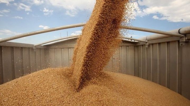 Министерство сельского хозяйства РФ предлагает ввести карантинные сертификаты при перевозке зерна по России