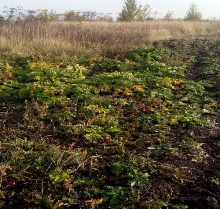 Борщевик Сосновского – высокорослое очень опасное зонтичное растение