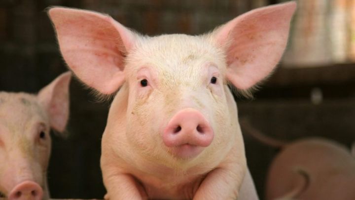 25 декабря 2020г. подтверждён диагноз – Африканская чума свиней