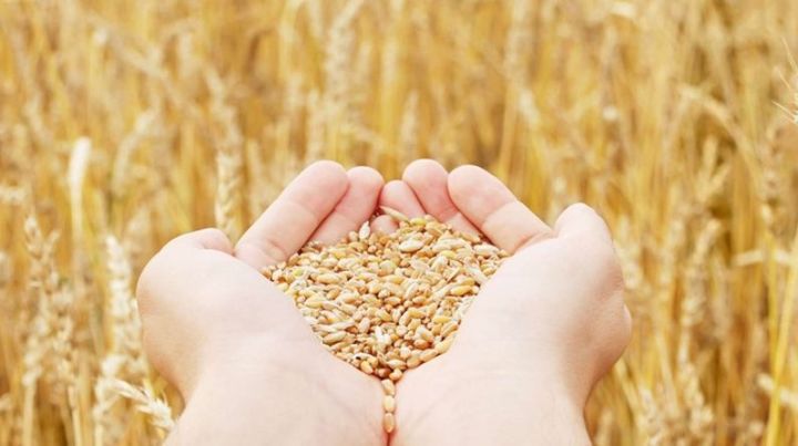 В РТ собрали второй миллион тонн зерна нового урожая