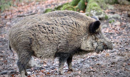 В некоторых частных охотхозяйствах РТ начали скрещивать кабанов с домашними свиньями