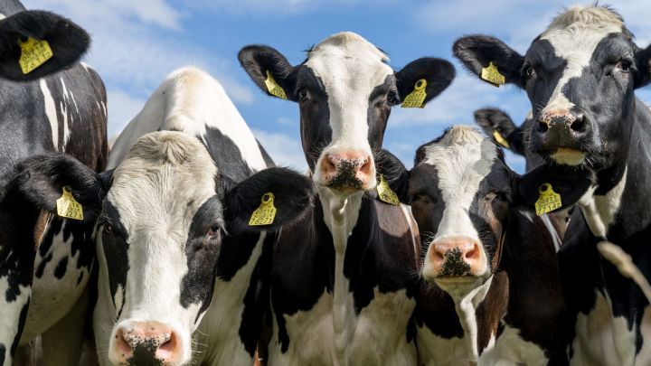 В рамках агропромышленной выставки «АГРОВОЛГА» выберут самую красивую корову РТ