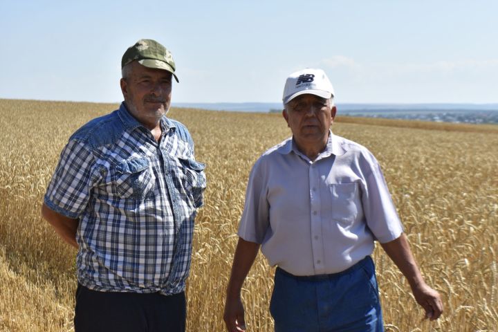 В крестьянско-фермерском хозяйстве «Шагабиев» в самом разгаре уборочные работы
