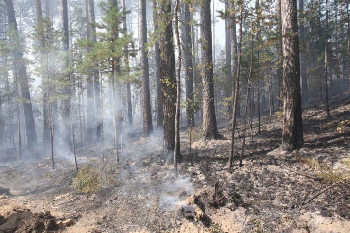 В лесах Татарстана начался пожароопасный сезон
