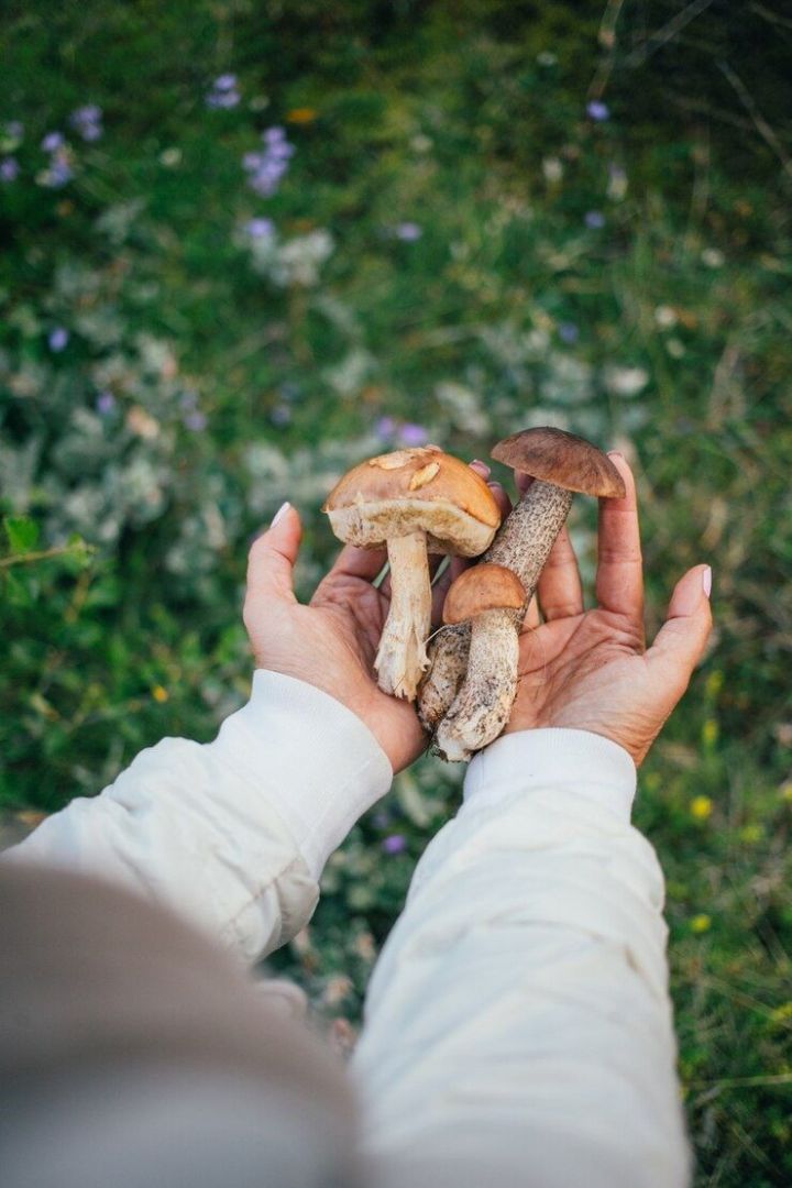 Файдасы юк, куркынычы зур: Татарстанның баш токсикологы гөмбә белән мавыкмаска киңәш итә