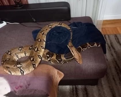 «Хуҗасының кулына чолганган»: Елан асраучы хатын үз йорт хайванының корбаны була язган