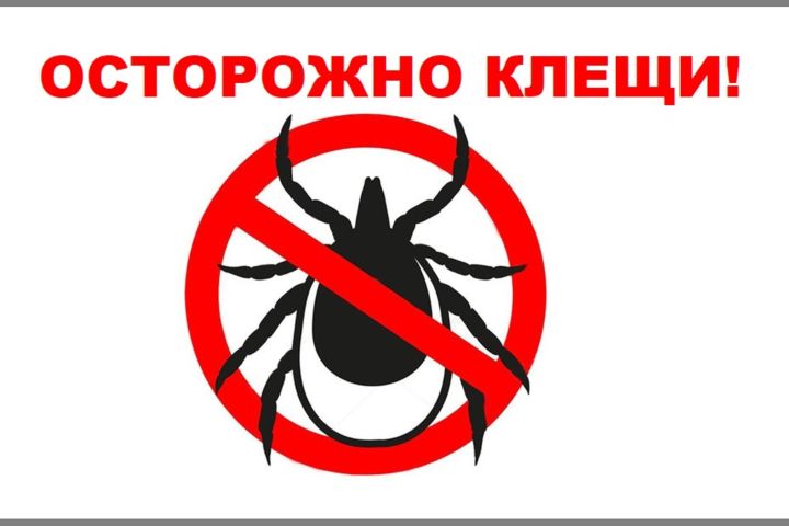 Роспотребнадзор: риски укусов клещей по-прежнему сохраняются, поэтому важно соблюдать правила профилактики