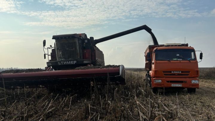 “АгроАктив” хуҗалыгында көнбагыш сугалар