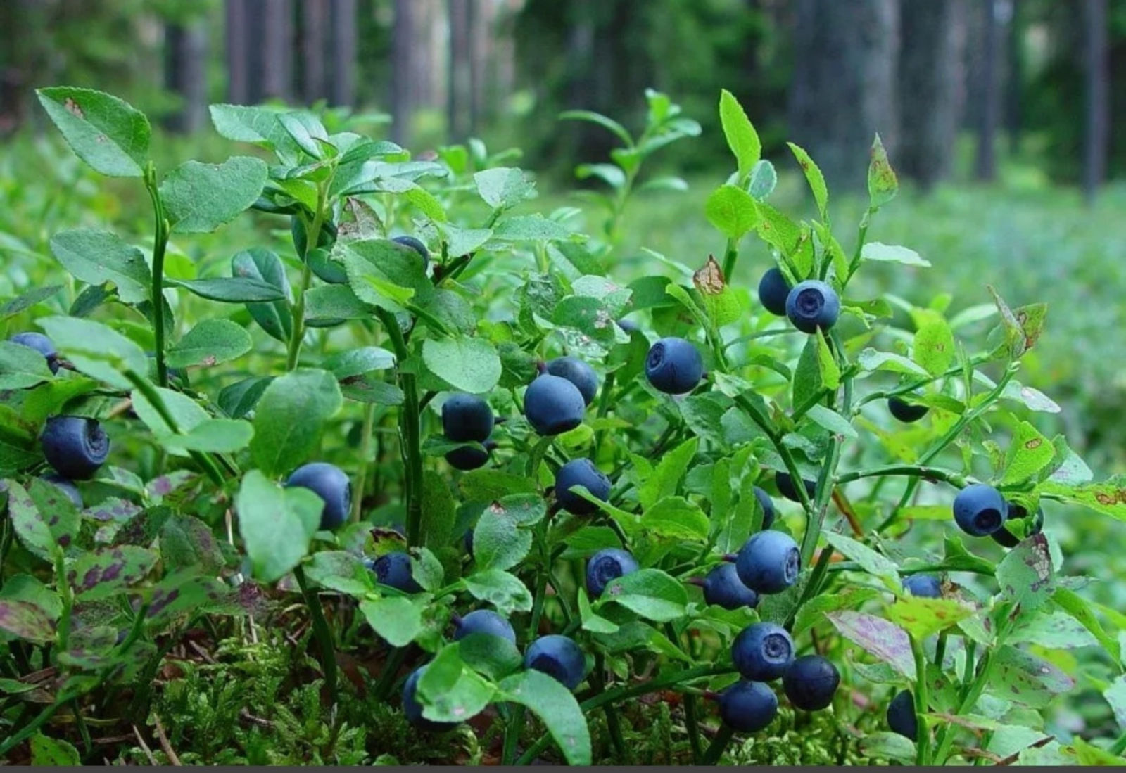 Какие ягоды в мае. Черника миртолистная. Голубика Лесная. Лесные ягоды черника. Черника Лесная обыкновенная.