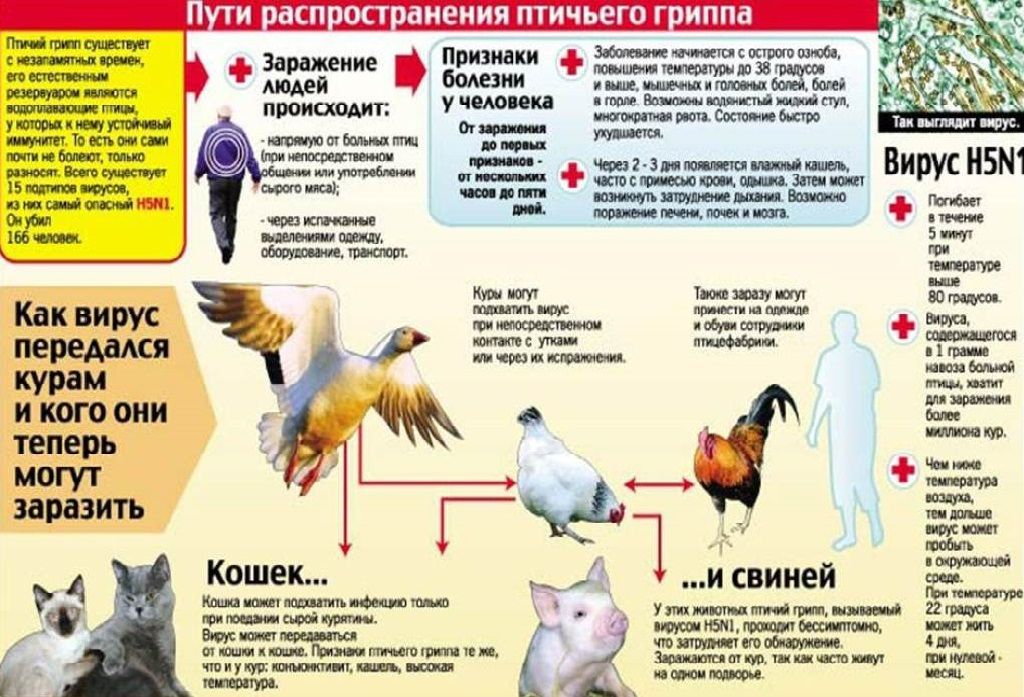 Памятка для населения  Апастовского района  по недопущению  заноса и распространения  вируса высокопатогенного гриппа птиц