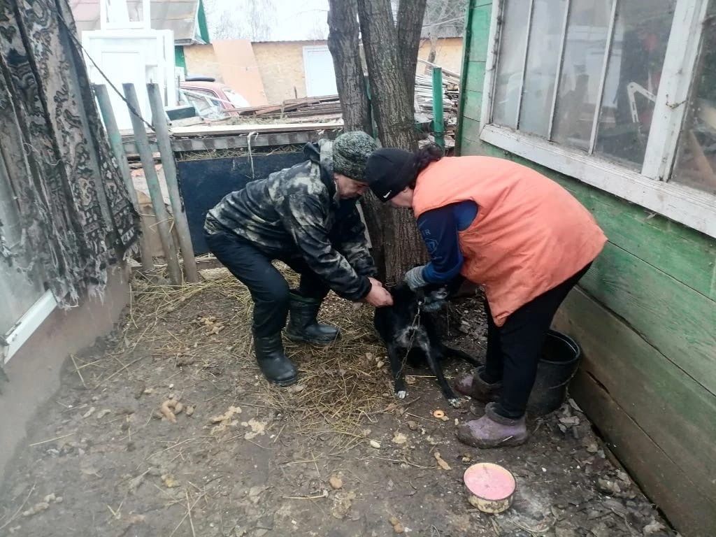 В пгт. Апастово пройдет  вакцинация животных от бешенства