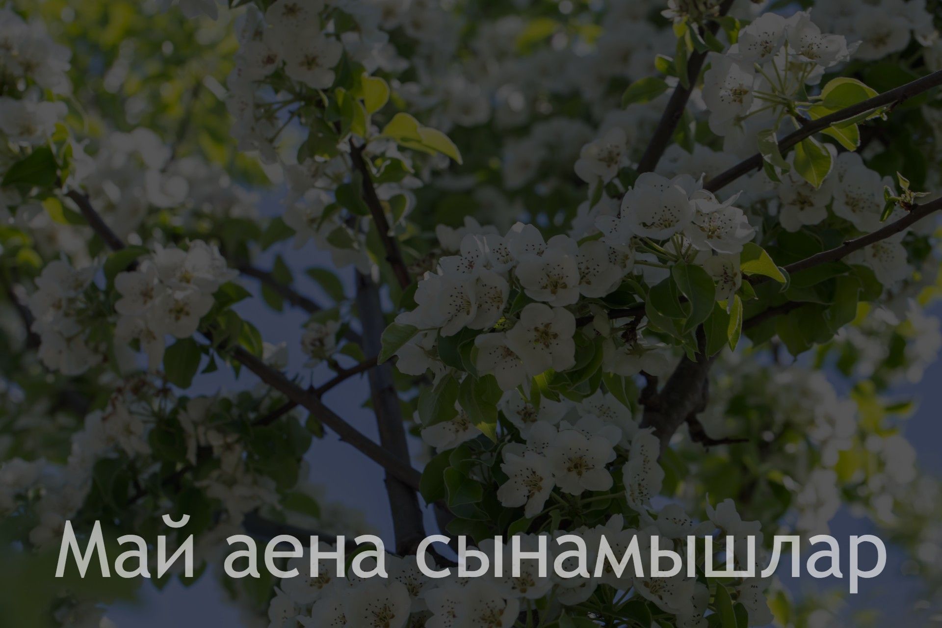 Май аена сынамышлар