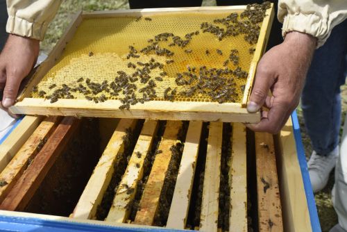 Апаста умарта кортлары авыруларын кисәтү буенча зонакүләм семинар узды