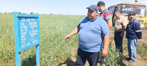 Районда авыл хуҗалыгы оешмалары җитәкчеләре басу-кырларга бергәләп бәя бирде