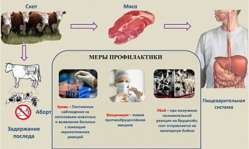 Осторожно: бруцеллез!