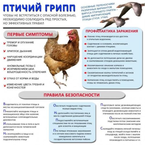 Памятка для населения  Апастовского района  по недопущению  заноса и распространения  вируса высокопатогенного гриппа птиц
