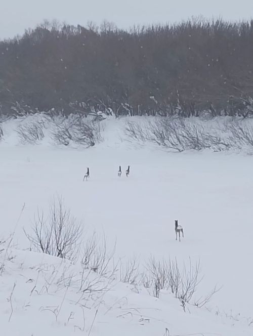 Апаста кыргый җәнлекләрнең исәбен алу бара