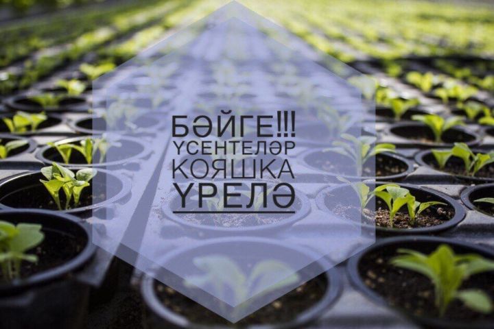 Үсентеләр кояшка үрелә бәйгесе катнашучылары
