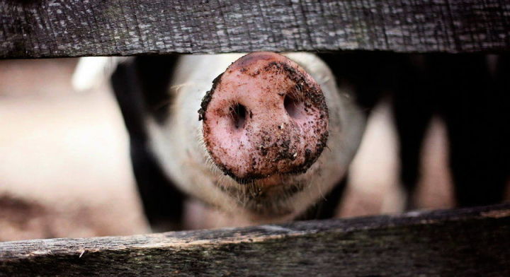 В Татарстане очередная чума свиней