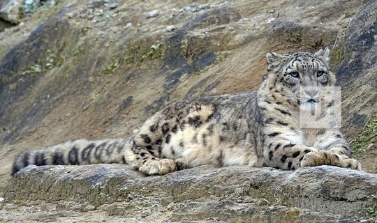 В Татарстане создается Центр «Ак Барс» по изучению редких видов кошек