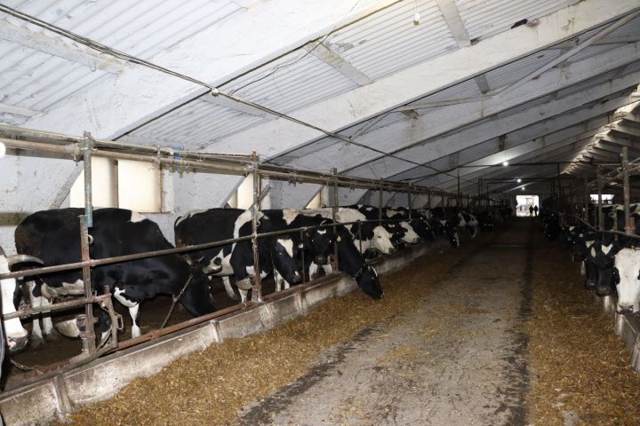 Животноводческая ферма в Деушево готова к зимовке